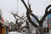 7 cây sưa đỏ ở HN chết: Cty Thành Công Xanh có phải đền tiền tỷ?