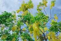 Muồng hoàng yến nhuộm vàng hồ Tây, đẹp mê đắm lòng người