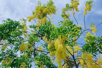 Muồng hoàng yến nhuộm vàng hồ Tây, đẹp mê đắm lòng người