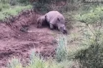 Video: Rớt nước mắt vì cảnh tê giác con tội nghiệp cố bú mẹ đã chết