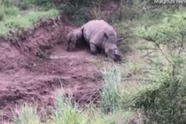 Video: Rớt nước mắt vì cảnh tê giác con tội nghiệp cố bú mẹ đã chết