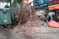 Sau Tết, công nhân vã mồ hôi dọn đào, quất bị vứt đầy đường