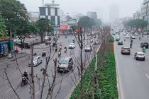 Hàng phong lá đỏ khô héo, xác xơ trên đường Trần Duy Hưng - Hà Nội