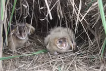 Ông lão nhặt 2 con chim về nhà nuôi nhưng ngay lập tức “tiễn khách” 