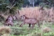 Đại chiến giành lãnh thổ của báo Florida bỗng nhiên gián đoạn bởi nhân vật này