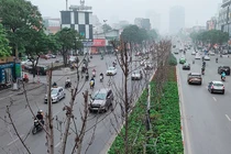 HN thay thế toàn bộ cây phong lá đỏ ở đường Nguyễn Chí Thanh - Trần Duy Hưng