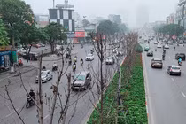 HN thay thế toàn bộ cây phong lá đỏ ở đường Nguyễn Chí Thanh - Trần Duy Hưng