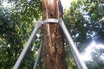 Nhức mắt với hàng cây bị "gông cùm" ở Hà Nội