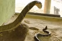 Video: Bị hổ mang chúa cắn thẳng vào đầu, trăn vua phản kháng quấn chặt đối thủ và cái kết