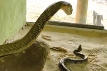 Video: Bị hổ mang chúa cắn thẳng vào đầu, trăn vua phản kháng quấn chặt đối thủ và cái kết