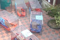 Bắt tạm giam người đàn ông nuôi nhốt 14 con hổ tại nhà tại Nghệ An