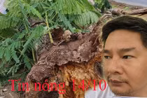 Tin nóng 14/10: Cây xanh bật gốc đè bé gái 8 tuổi tử vong