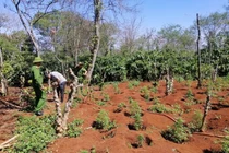 "Nông trại” 1.500 cây cần sa ở Đắk Lắk: Xử “ông trùm” 3 năm tù?