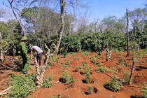 "Nông trại” 1.500 cây cần sa ở Đắk Lắk: Xử “ông trùm” 3 năm tù?