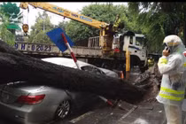 Cây đổ đè bẹp ô tô ở Hà Nội: Bảo hiểm có đền?