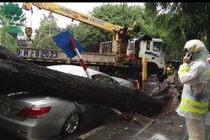 Cây đổ đè bẹp ô tô ở Hà Nội: Bảo hiểm có đền?