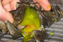 Chẻ đôi quả lạ hình “mũi khoan” phát hiện dị vật bên trong