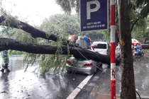 Cây cổ thụ bật gốc đè bẹp đuôi xe Camry trong cơn mưa lớn ở Hà Nội