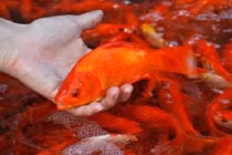 Cúng ông Công, ông Táo: Thay thả cá chép sống bằng đốt cá chép giấy có tốt?