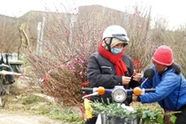 Thời tiết Tết Nguyên đán năm nay: Có rét tê người?