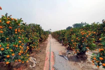 Dân Hà thành đổ ra đồng chọn quất chơi Tết, nhà vườn thu tiền tỷ