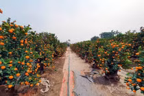 Dân Hà thành đổ ra đồng chọn quất chơi Tết, nhà vườn thu tiền tỷ