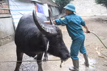 Lộ bí kíp để trâu chọi mắt long sòng sọc, húc như điên trên sới đấu 