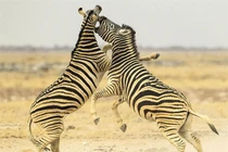 Cận cảnh cuộc đại chiến tàn khốc của 2 con ngựa vằn