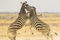 Cận cảnh cuộc đại chiến tàn khốc của 2 con ngựa vằn