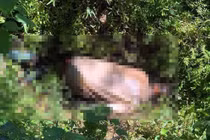 Người dân giật mình phát hiện thi thể đang phân hủy