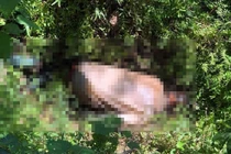 Người dân giật mình phát hiện thi thể đang phân hủy