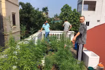 Liên tiếp các vụ trồng cần sa bị “phá“: Cả Tây lẫn ta bán mình cho ma túy