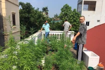 Liên tiếp các vụ trồng cần sa bị “phá“: Cả Tây lẫn ta bán mình cho ma túy