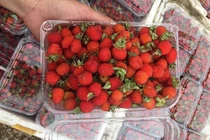 Năm chỉ có một lần, loại quả rừng đỏ au đổ về Hà Nội