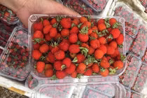 Năm chỉ có một lần, loại quả rừng đỏ au đổ về Hà Nội