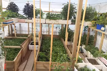 Mẹ Việt san rừng trồng vườn Việt Nam có cây gì, nhà tôi có cây đó