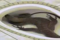 Hoảng vía quái vật giống rắn khổng lồ nằm trong bồn cầu