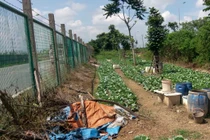 Ngỡ ngàng “trang trại” trồng rau, nuôi bò giữa đại lộ Thăng Long