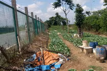 Ngỡ ngàng “trang trại” trồng rau, nuôi bò giữa đại lộ Thăng Long