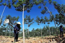 UBND tỉnh được quyền cho DN vốn nước ngoài thuê đất trồng rừng