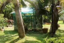 Tiết lộ nóng về đại gia nuôi gấu cắn đứt bàn tay bé trai