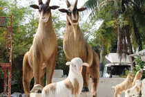 Ngắm “gia đình dê núi” cao 3m sắp xuống đường hoa Sài Gòn