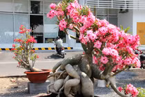 Ngắm loạt hàng cực độc ở chợ hoa Xuân Sài Gòn