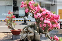 Ngắm loạt hàng cực độc ở chợ hoa Xuân Sài Gòn