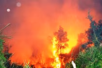 Cháy rừng tràm, dân ôm tài sản tháo chạy trong đêm