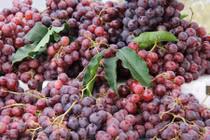 Vạch mặt nho Trung Quốc bán đầy đường TP HCM