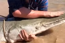 Bắt được thủy quái kỳ dị thời tiền sử, thở ngon lành cả trên cạn