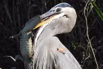 Khám phá loài chim tuyệt đẹp săn cả cá mập lẫn cá sấu