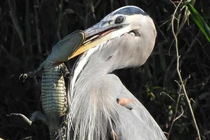 Khám phá loài chim tuyệt đẹp săn cả cá mập lẫn cá sấu