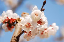 2 tháng tới, sao may mắn chiếu mệnh, 3 con giáp này của cải đầy nhà